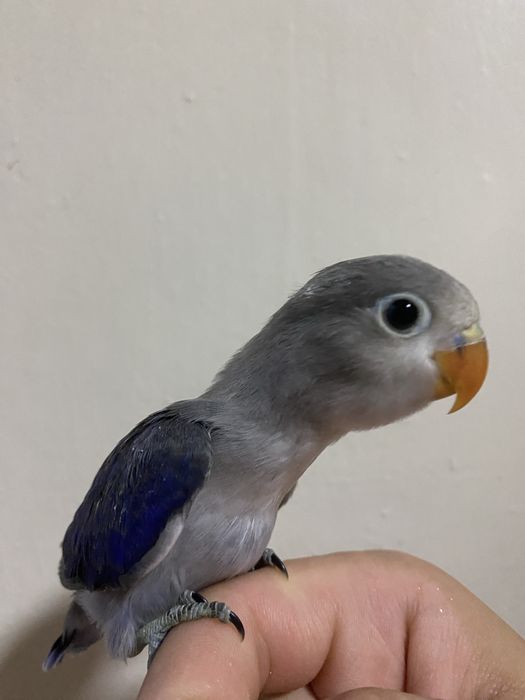 Ruchnoy popugay sotiladi