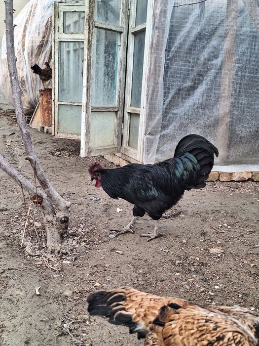 Петух Ухойил сотилади