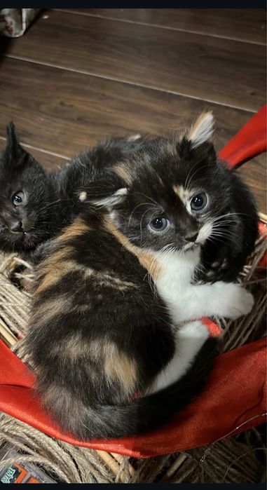 Кошечка 1,5 месяца