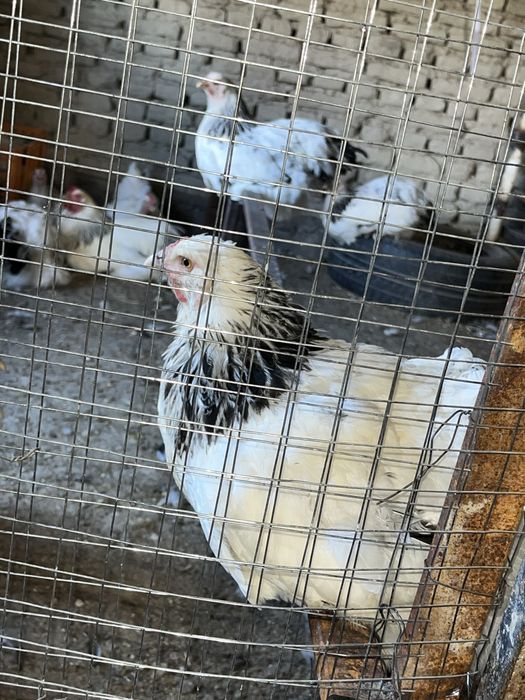 Birama tovuq xòrozlar sotiladi