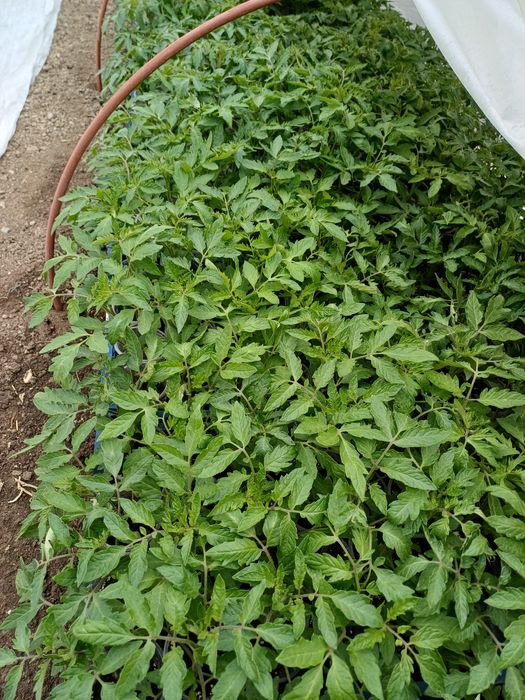 Продавам първокласен разсад домати