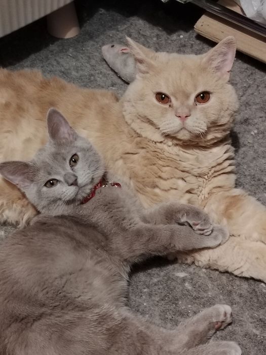 Селкирк Рекс серо голубая девочка