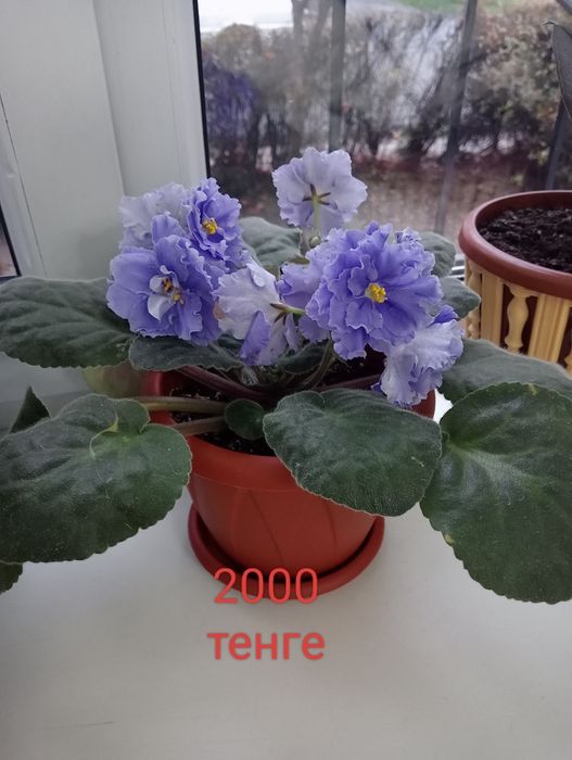 Фиалка свежевыращеная 2000тенге