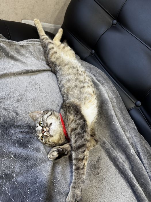 Отдам кошечку в хорошие руки