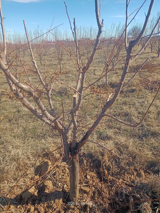 Shakil berish daraxtlarga