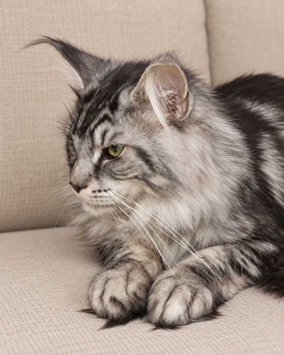 Felix – motănel Maine Coon Black Silver ns 22, pedigree FIFe  www.lynxrunecode.com