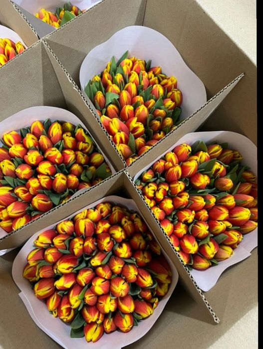 Тюльпаны к 8 марта