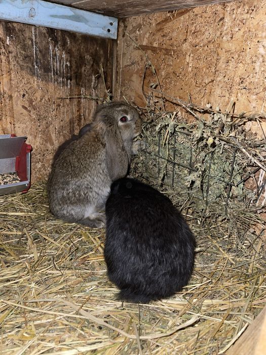 Iepuri berbec german