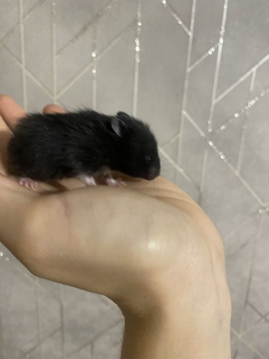 Сирийские хомяки