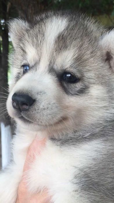 Наимелейшая серебристая девочка хаски
