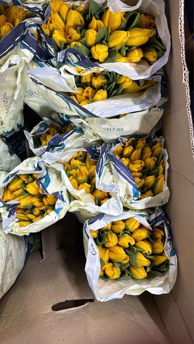 Тюльпаны опт  на 8 марта