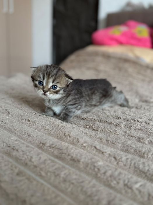 Продам шотланских милых котят