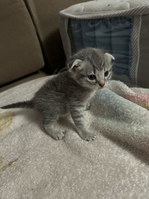 Кошка шотланские вислоухия