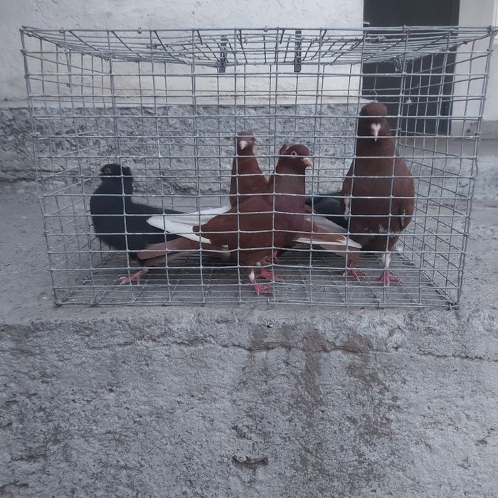 Американцы  6штук  22000тг