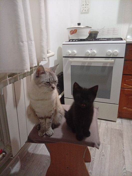В добрые руки котенка
