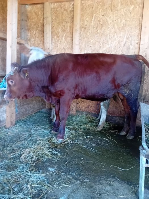 Tauras angus opt luni