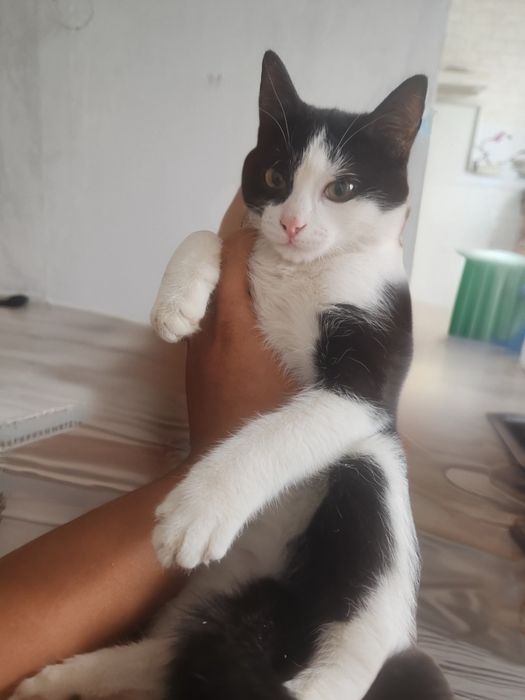 Котенок ищет дом и добрых хозяев