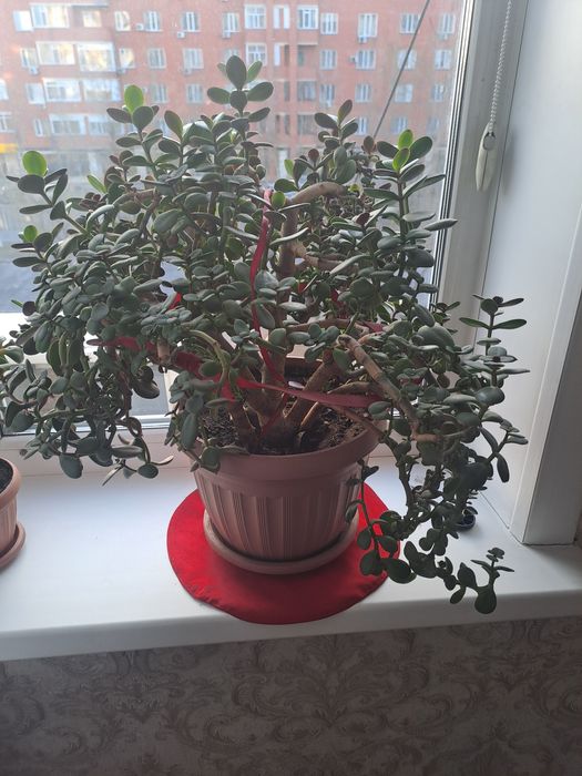 Денежное дерево 5000