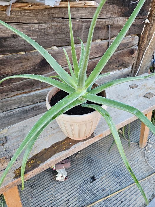 Продам алоэ Вера