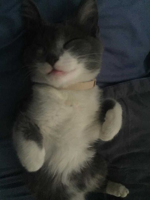 отдаю кошечку =)