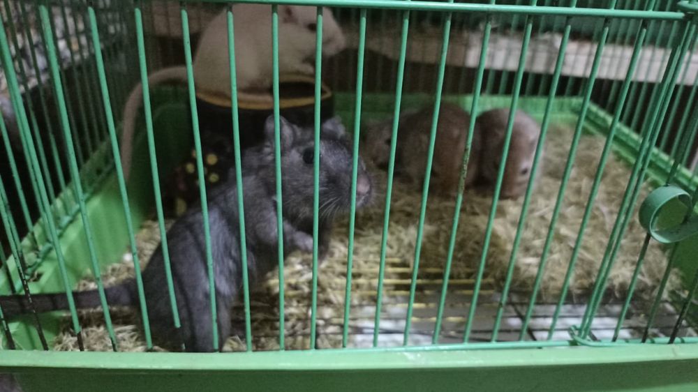 Песчаные белочки