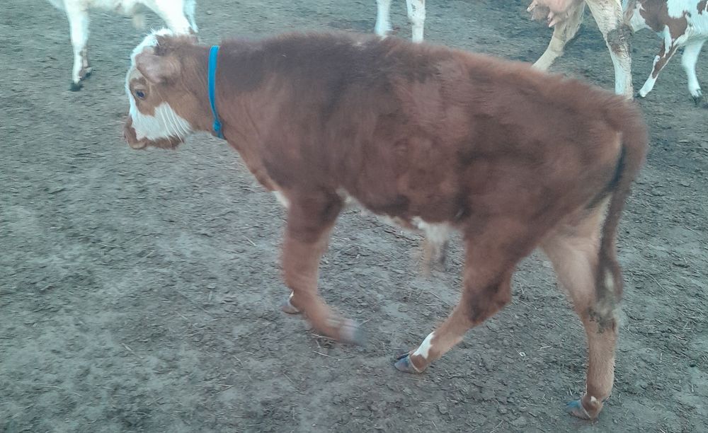 Продам бычков...