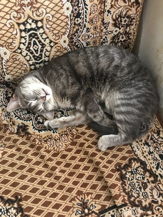 Потерялась кошка