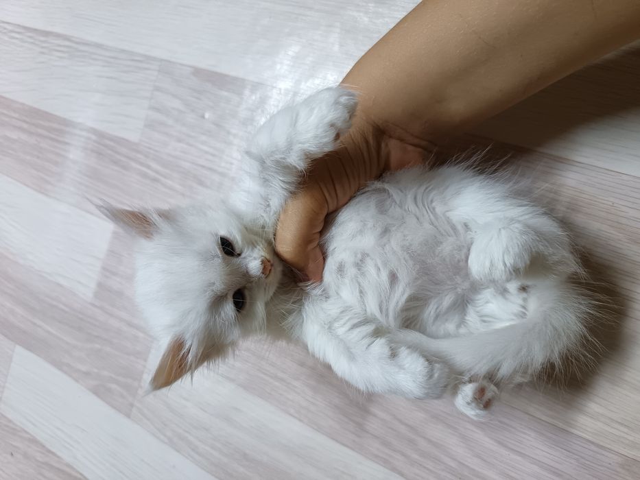 6 котят в добрые ручки