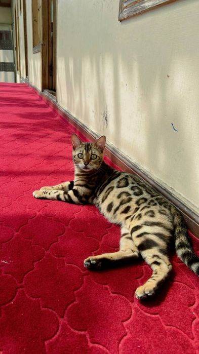 Bengal 150$ sotiladi