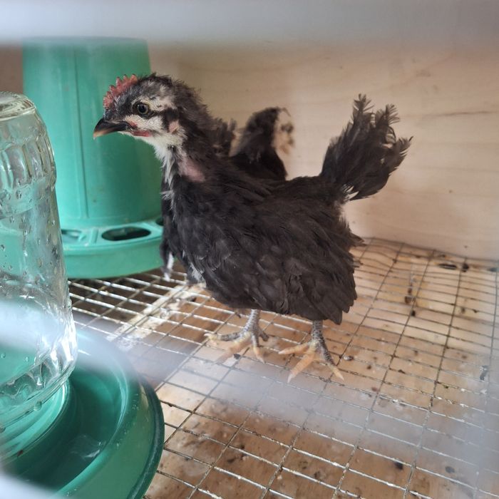 Курочки породы шабо