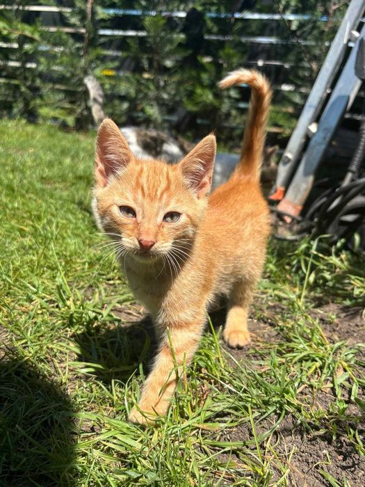 Котенца на 3 месеца си търсят дом - Созопол