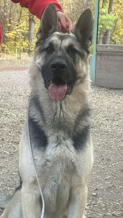 Вео на вязку кобель