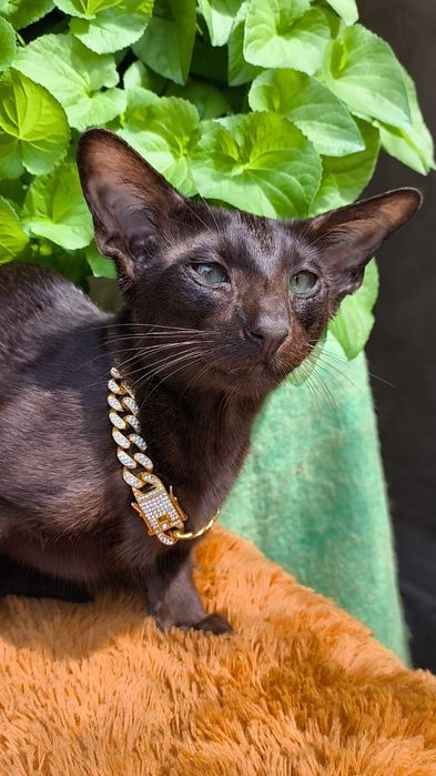 Ориентальные Котята   питомник