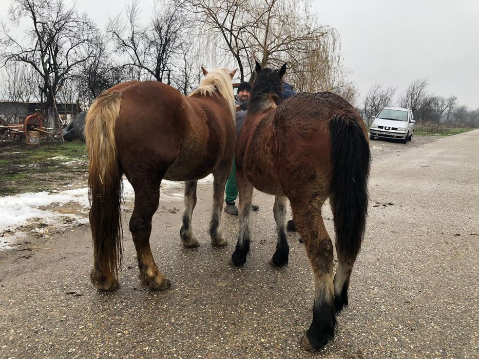 Vând manze 7luni, 3ani