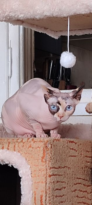 Сфинкс канадский, девочка 1г2м, стерелизована