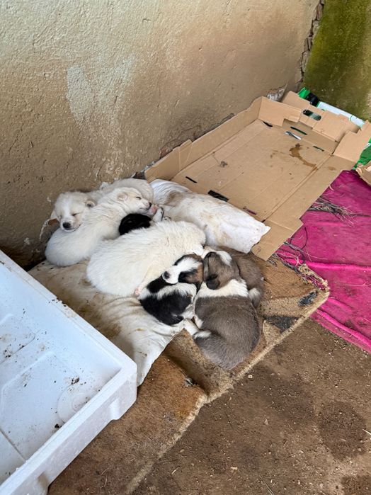 Donez catei talie mare, disponibili 2 baieti alb cu maro si o fata alb cu negru
