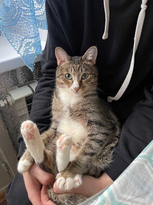 Пропал кот! Помогите найти!