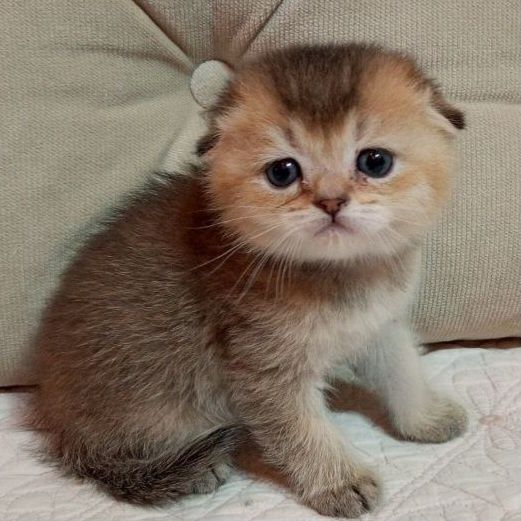 Продается шикарный мальчик скотишфолд, шиншилла шоколадное золото.