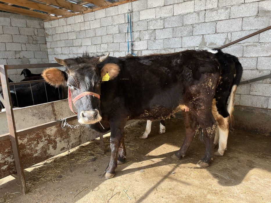 Сиыр сатылады! Құнажын