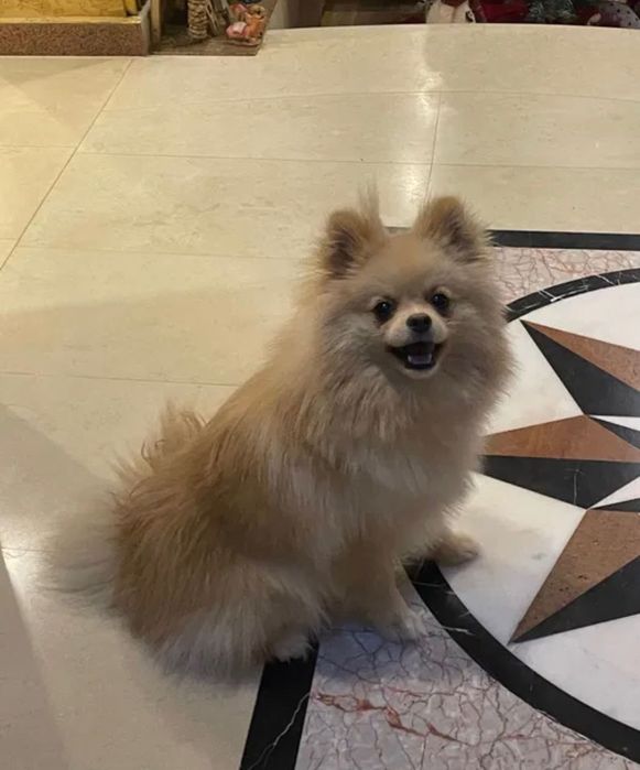 Мъжки Пумеран/Шпицер на 8 месеца