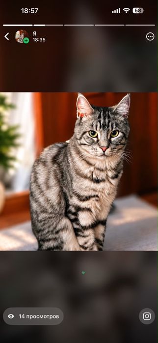 Отдам котика в добрые руки