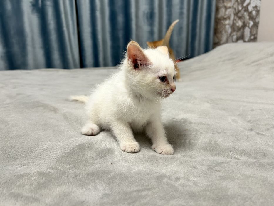 Отдаю котят в добрые руки