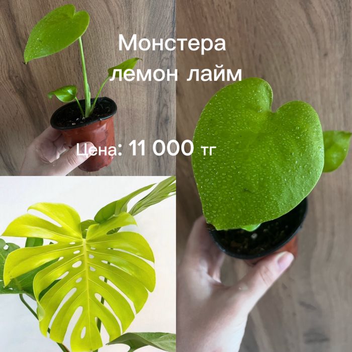 Монстеры разные, укорененные