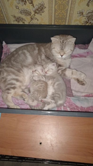 Продам шотландских вислоухих котят