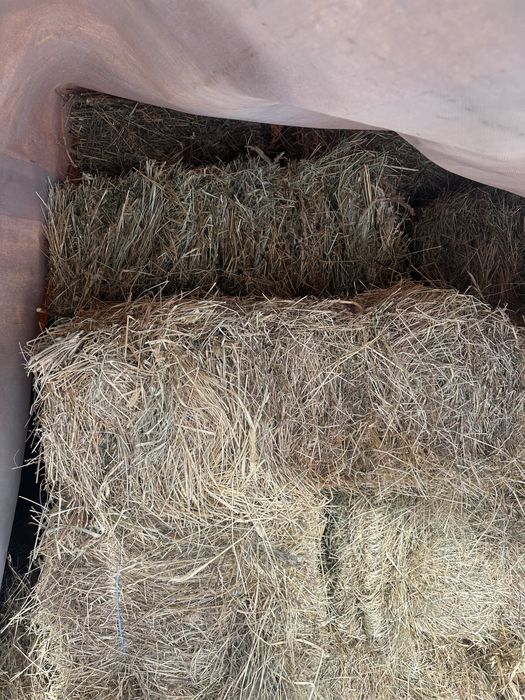 Baloti fan de vanzare