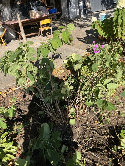 Продам древовидную гортензию