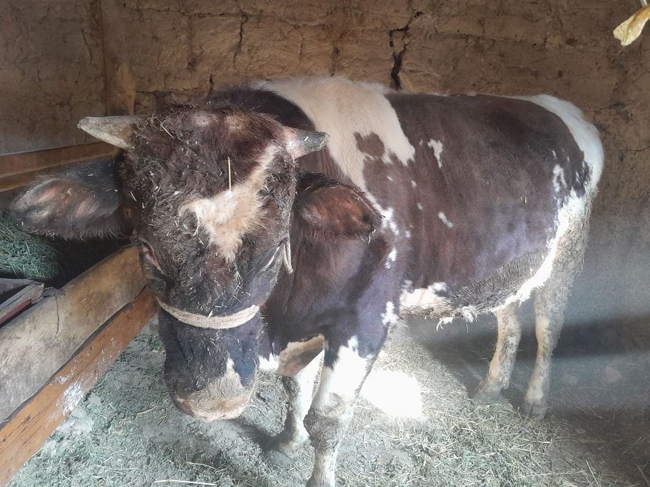 Buqa satiladi gbrit 2yaw