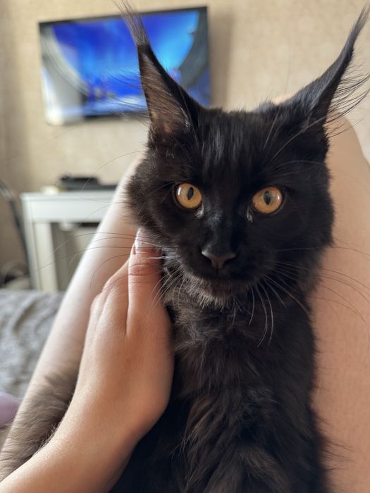 Продам кошечку породы Мейн-кун