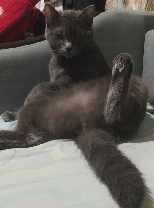 Кошка,Британская