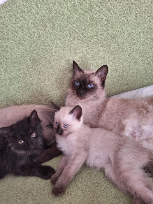 Милые      котята